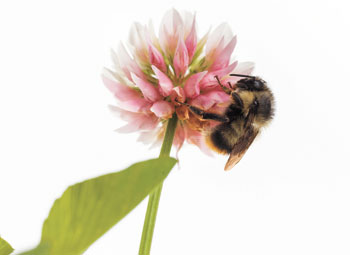 Pollinator-Friendly Yards, Image: anna hoychuk/AdobeStock.com