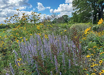 Creating a Wildlife Habitat at Home - Dan4Earth/shutterstock