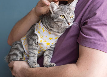 Unlocking a Pet’s Natural Healing Powers - ilona.shorokhova/shutterstock